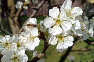 Unsere neuen Hofbewohner – Willkommen Bienen