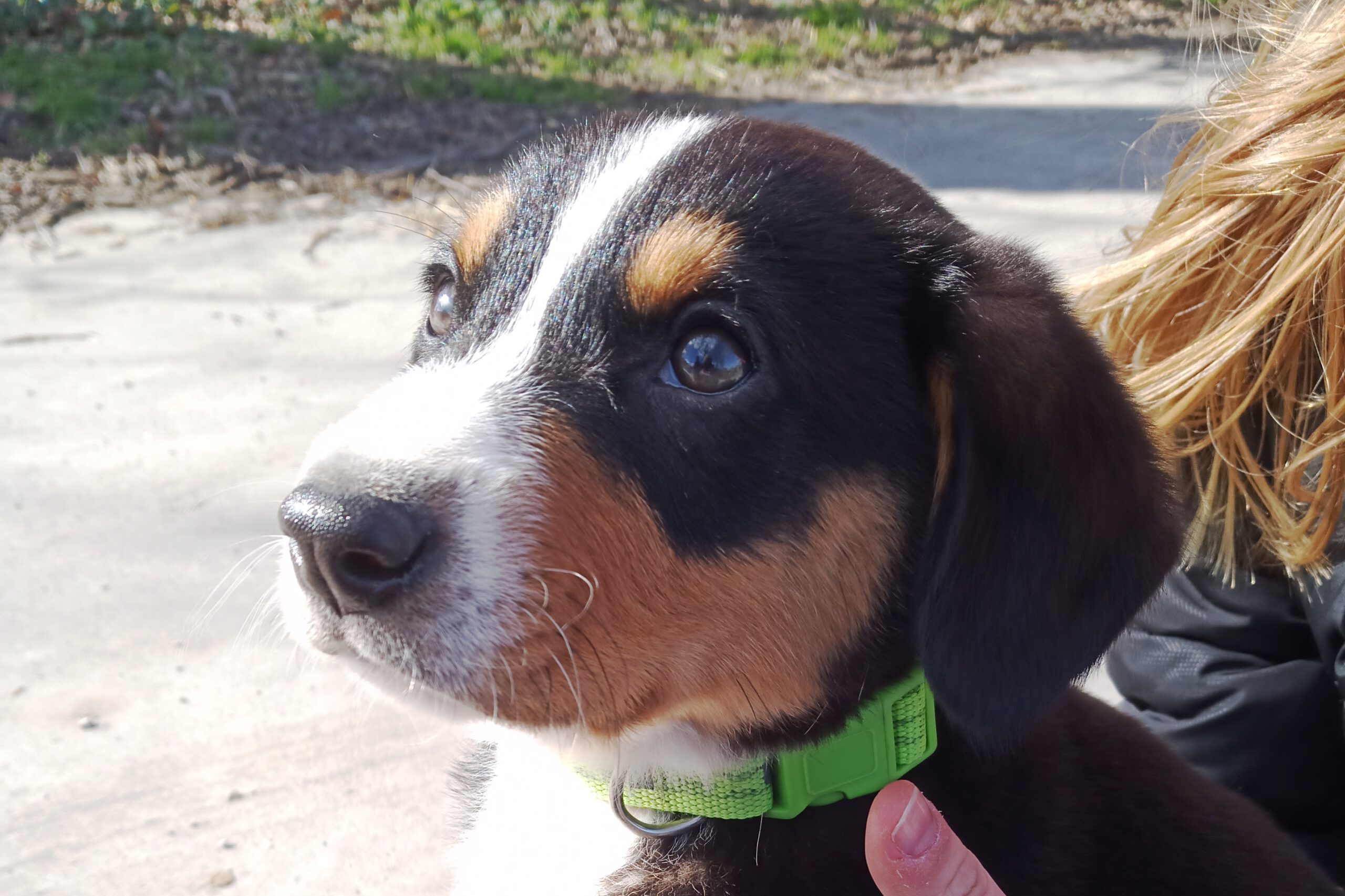 Hofhund „Rumo“ zieht ein