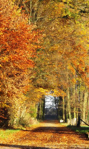 Herbstlaub im Wald